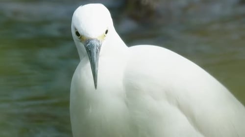 Close up Of Little Egret Looking In The Water To Catch Fish.