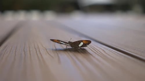 Butterfly moving its wings in slow motion, showcasing the delicate and graceful motion of these ench