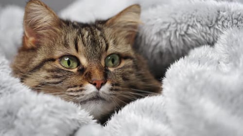 Cute Tabby Cat Lies Wrapped in a Blanket Concept of Adorable Pets