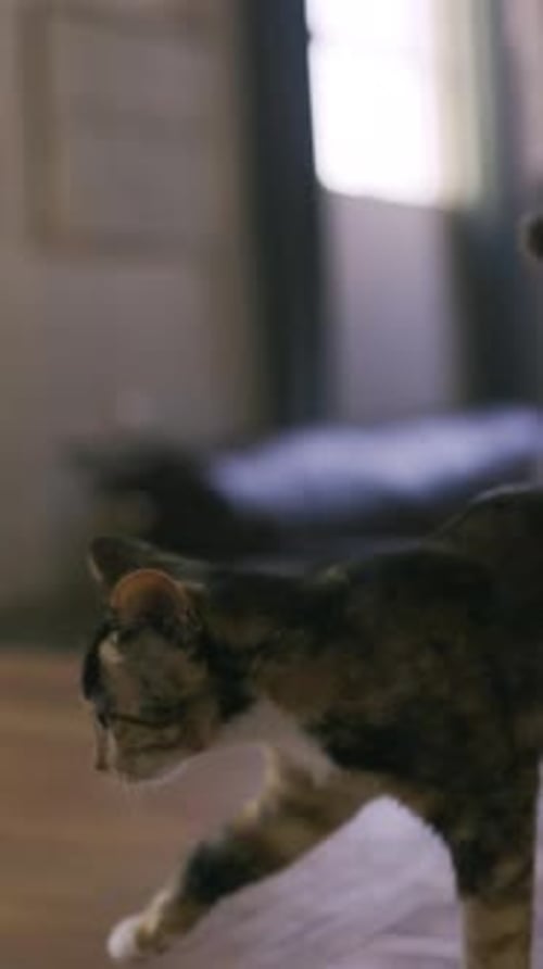 Home, pet and cat walking on table, foster and adoption with adorable companion in apartment