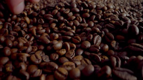 Man Hand Running Over Fresh Roasted Coffee Grains Close Up. Macro View