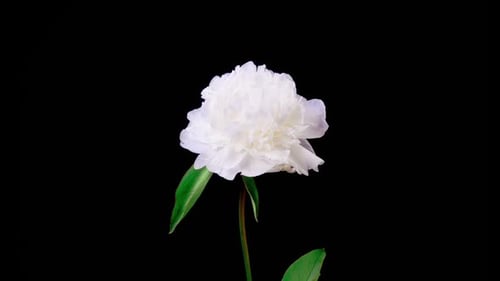 White Flower Blossoming on Black Background Time Lapse