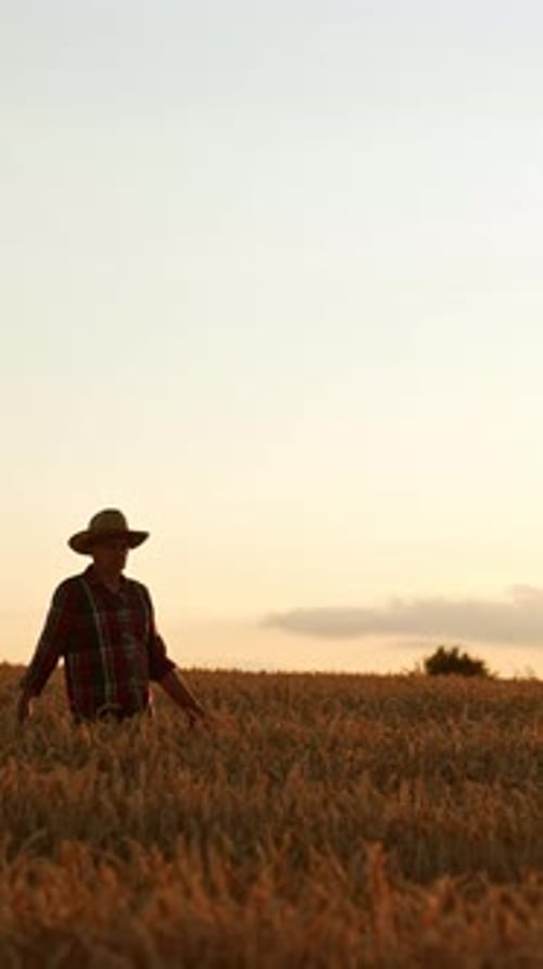 Old man in checkered shirt and hat is in the field of ripe wheat at sunset.