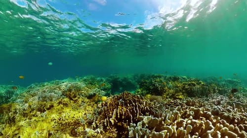 Coral Reef with Tropical Fish Underwater View