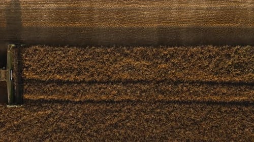 Combine Harvester with Straw Chopper Works in the Wheat Field Harvesting Wheat in Slow Motion Video