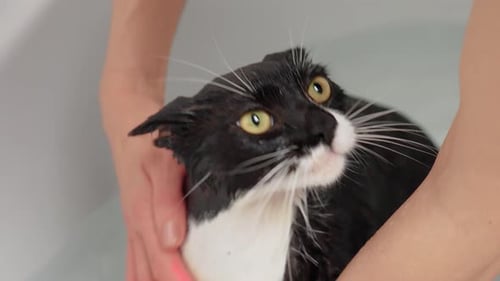 Black and White Cat Getting Washed in Bathtub