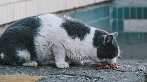 Streetwise Black and White Cat Enjoys a Meal on the Pavement