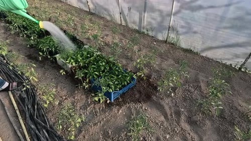 With Help of a Watering Can a Peppers Plant is Watered in a Greenhouse Garden