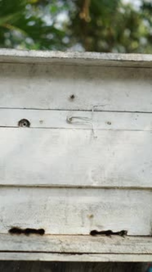 Photo en train de sortir d'une boîte où les abeilles fabriquent du miel