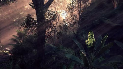 Sunlight Filtering Through Trees in a Serene Forest During Early Morning Hours