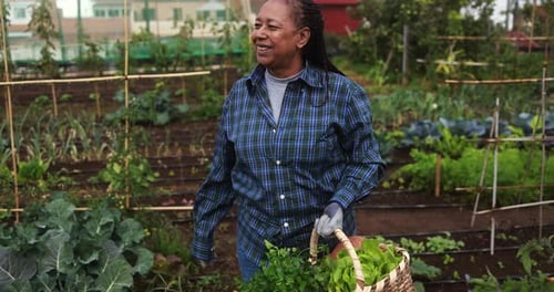 Farmer african woman walking around vegetables garden - Agriculture, local business and organic food
