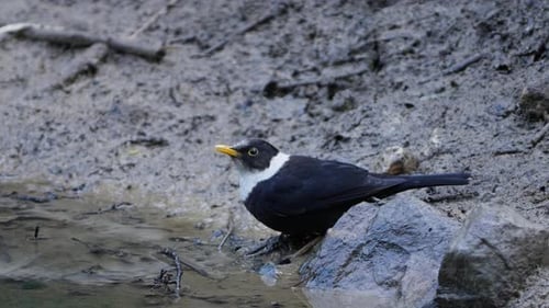White-collared Blackbird bird