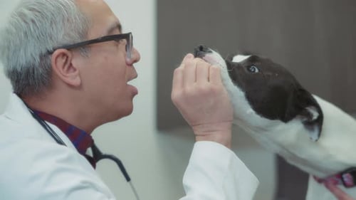Veterinarian giving the dog treats during an inspection at the clinic