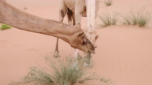 Two Middle Eastern Camels in the Desert in UAE