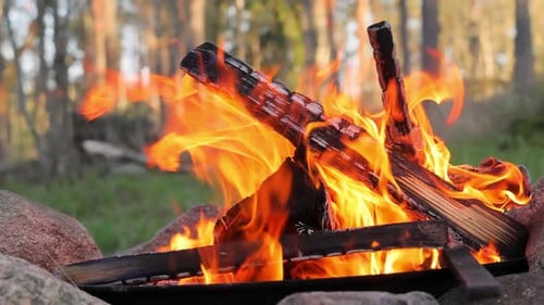 Burning Campfire in the forest
