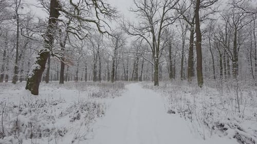 A beautiful walk through the winter forest. Trees, branches and bushes in the snow. Snow everywhere