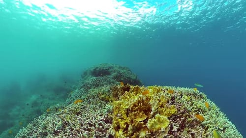 Underwater Scene with Tropical Fish and Coral Reef