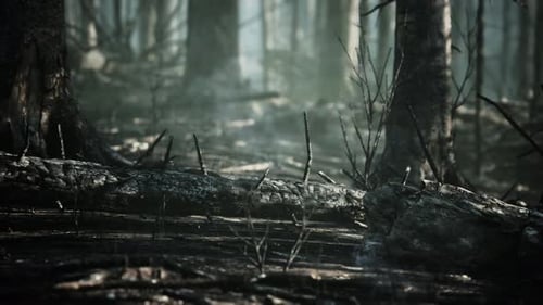 Forest Fire and Fallen Tree is Burned to the Ground with a Lot of Smoke
