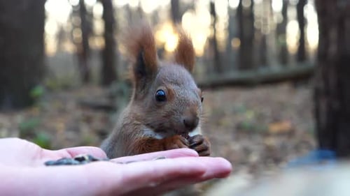 Wild Fluffy Squirrel Taking Nuts From Female Arm and Gnawing It at Park Cute Rodent Eating Food From