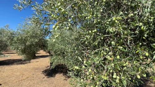 Olive trees with olives in the fields of Avila, Spain