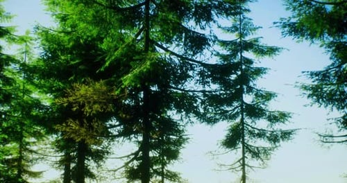 Üppige grüne Bäume erheben sich in einer ruhigen Waldlandschaft in Richtung eines klaren blauen Himmels
