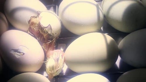 Fluffy Chick Hatching from Egg, Close Up