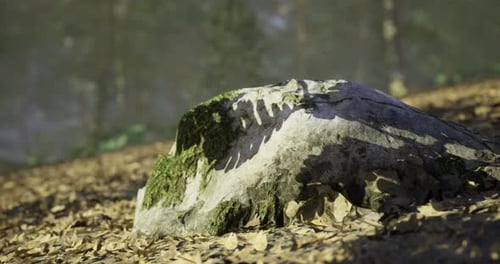 Unique Rock Formation Covered in Moss Under the Forest Canopy in Nature