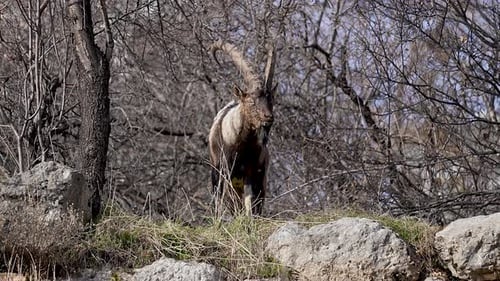 Majestic Markhor Grazing Peacefully in Mountainous Nature