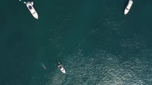 Aerial Yacht on Calm Sea Luxury Cruise Trip View From Above of White Boat on Deep Blue Water Aerial