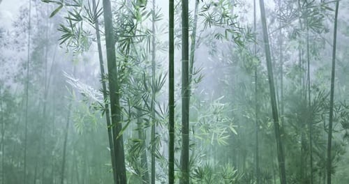 Bamboo Forest Shrouded in Mist During Early Morning Hours