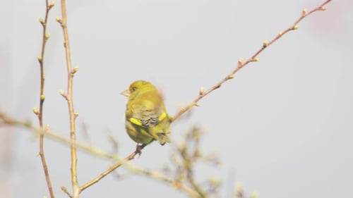 European Greenfinch perched on budding branch rear view United Kingdom