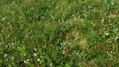 Aerial View of a Blooming Meadow Covered with Colorful Spring Flowers and Herbs