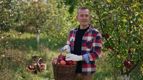 Happy Man Picking Red Apples in Orchard