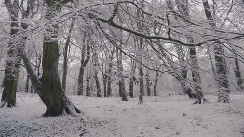 Old Leafless Tree Trunk In The Middle Of Mystical Forest In Winter Landscape. - Close Up, Orbiting