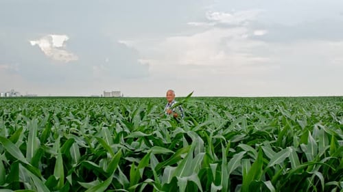 Senior farmer walking in corn field examining crop.