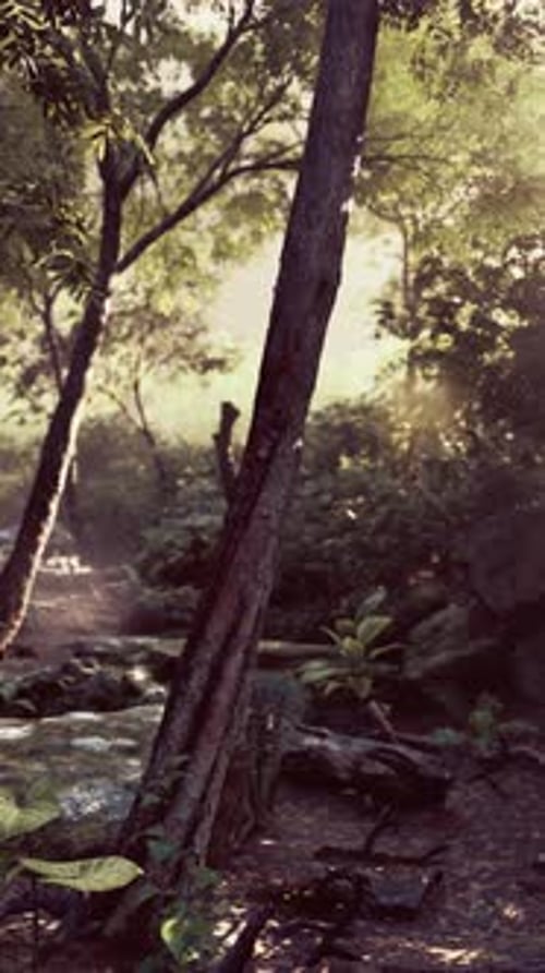 Sunlight Piercing Through Trees in Tropical Forest