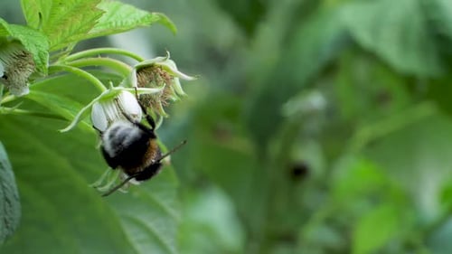 Bumblebee Collecting Nectar from White Flower
