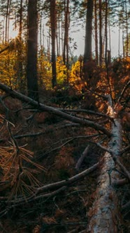 Forest Time Lapse Timelapse Beautiful