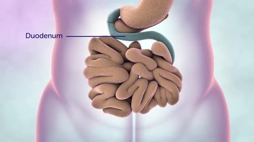 Human digestive system with detailed view of intestines and colon