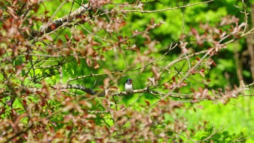Swallow perched on a branch surrounded by green foliage in a peaceful, natural setting