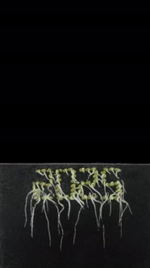 Time Lapse of Sprouts Growing Underground