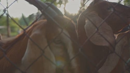 Captive goats behind the fence watching in camera captive animals behind the fence