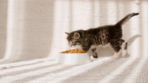 Adorable Kitten Eating Food From a White Bowl