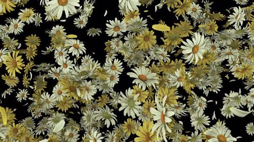 Daisy Explosion auf Alpha 4K