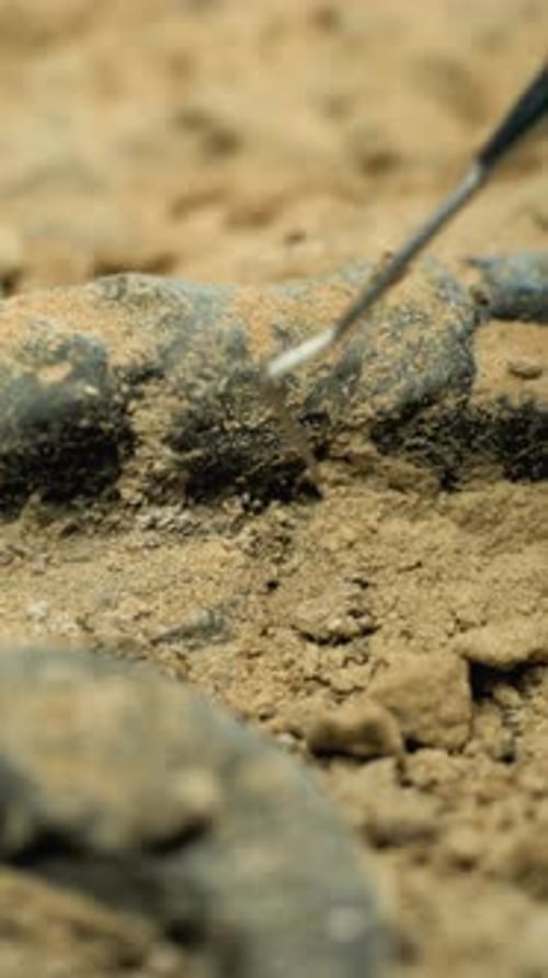 Close Up Shot of Cleaning Skeleton of Prehistoric Human or Animal
