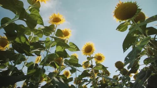 Plants de tournesol jaunes sous le soleil d'été