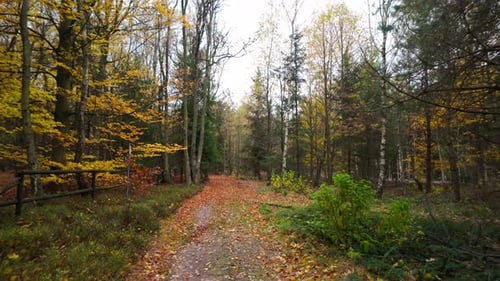 Quiet autumn woods with a sunlit path surrounded by colorful trees and leaves