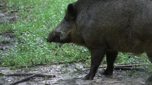 Wild Boar with Small Fangs Walks in the Forest Meadow