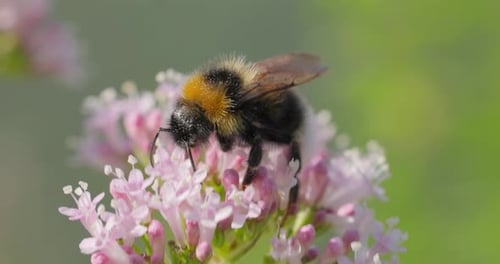 Bumblebee Pollinating Pink Flowers on a Sunny Day