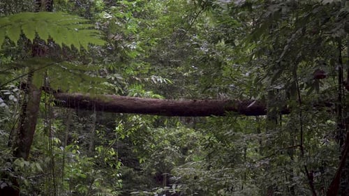 Fallen trunk become a log bridge over dense foliage tree in tropical rainforest. Scenery landscape v